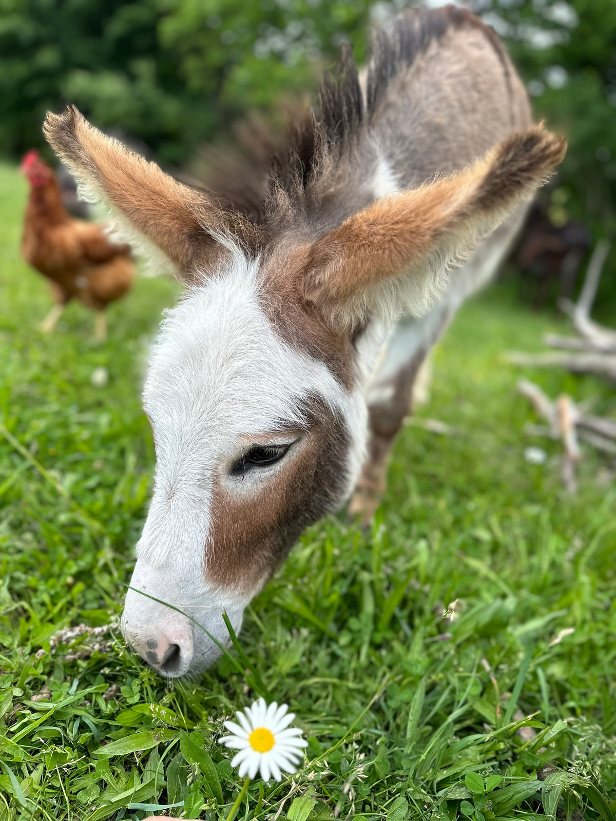 Donkey Check In TC Spirit Donkeys – Donkey Provisions